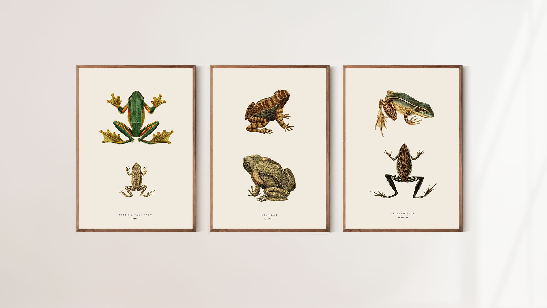 Reptiles / Amphibians
