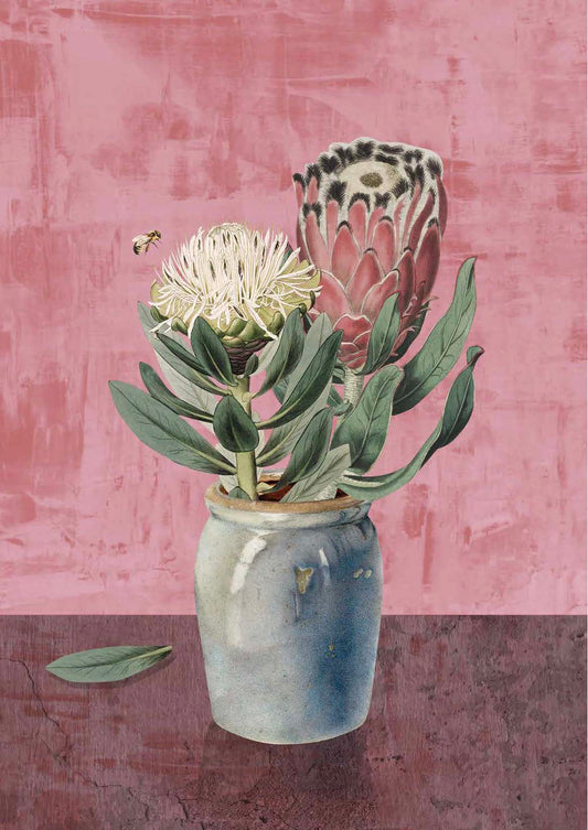 Protea Still Life (Pink)