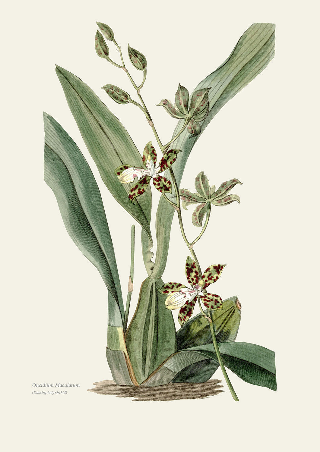 Wild Orchids - Dancing Lady