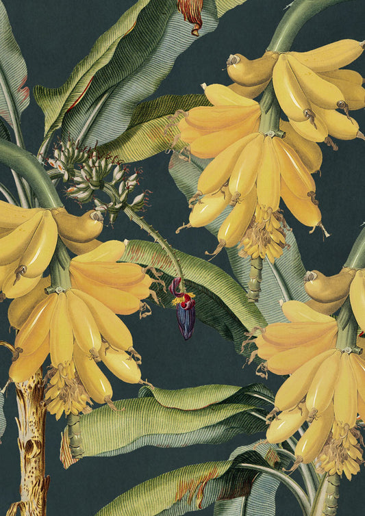 A3_banana_2021_F