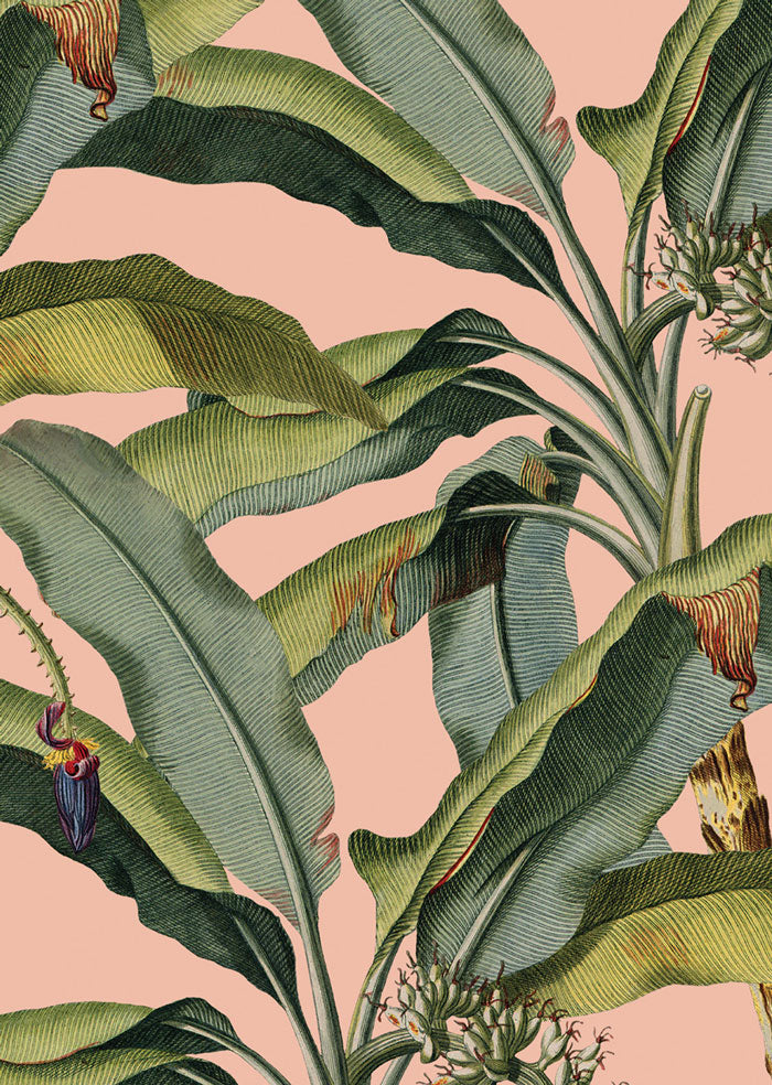 African.Exotic_Palm_Pink