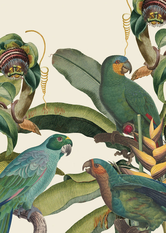 Parrot - Cream