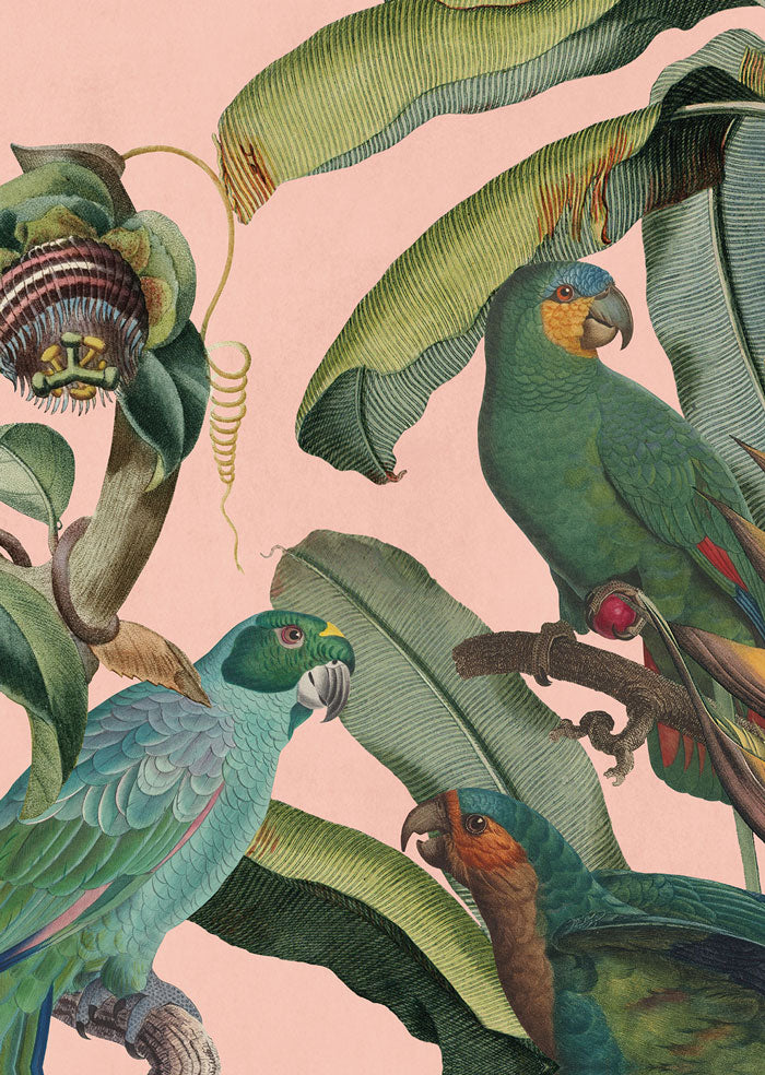 African.Exotic_Parrot_Pink