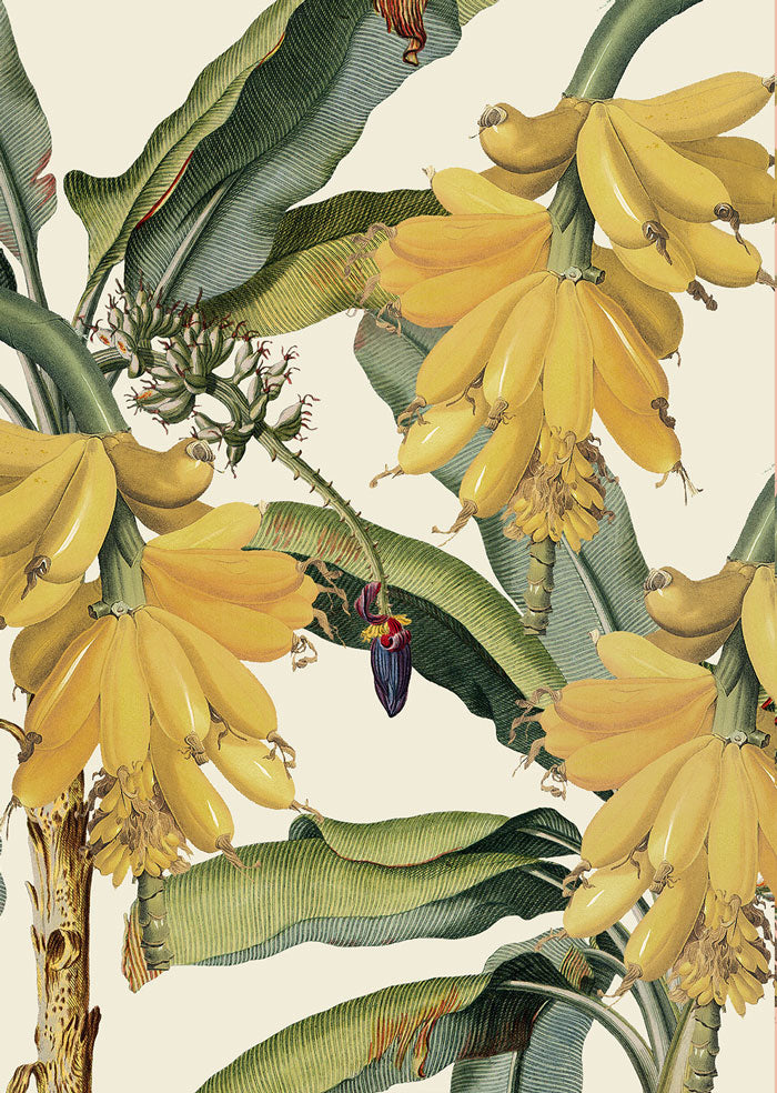 African.Exotic_banana_Cream