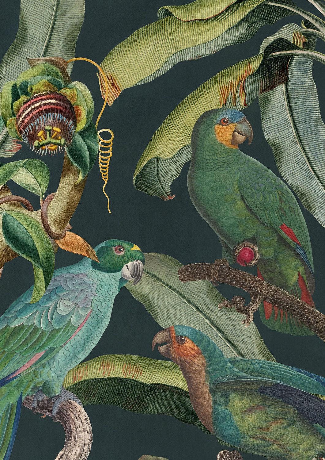 PARROTS OF BRASIL Anthracite Wallpaper