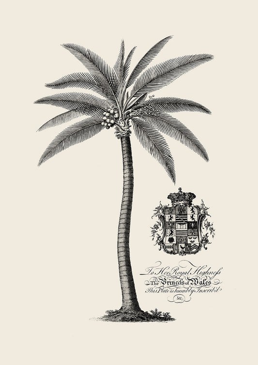 B&W_PalmTree_2