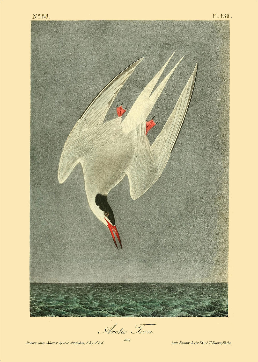 Flying SeaBird