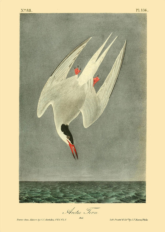 Flying SeaBird