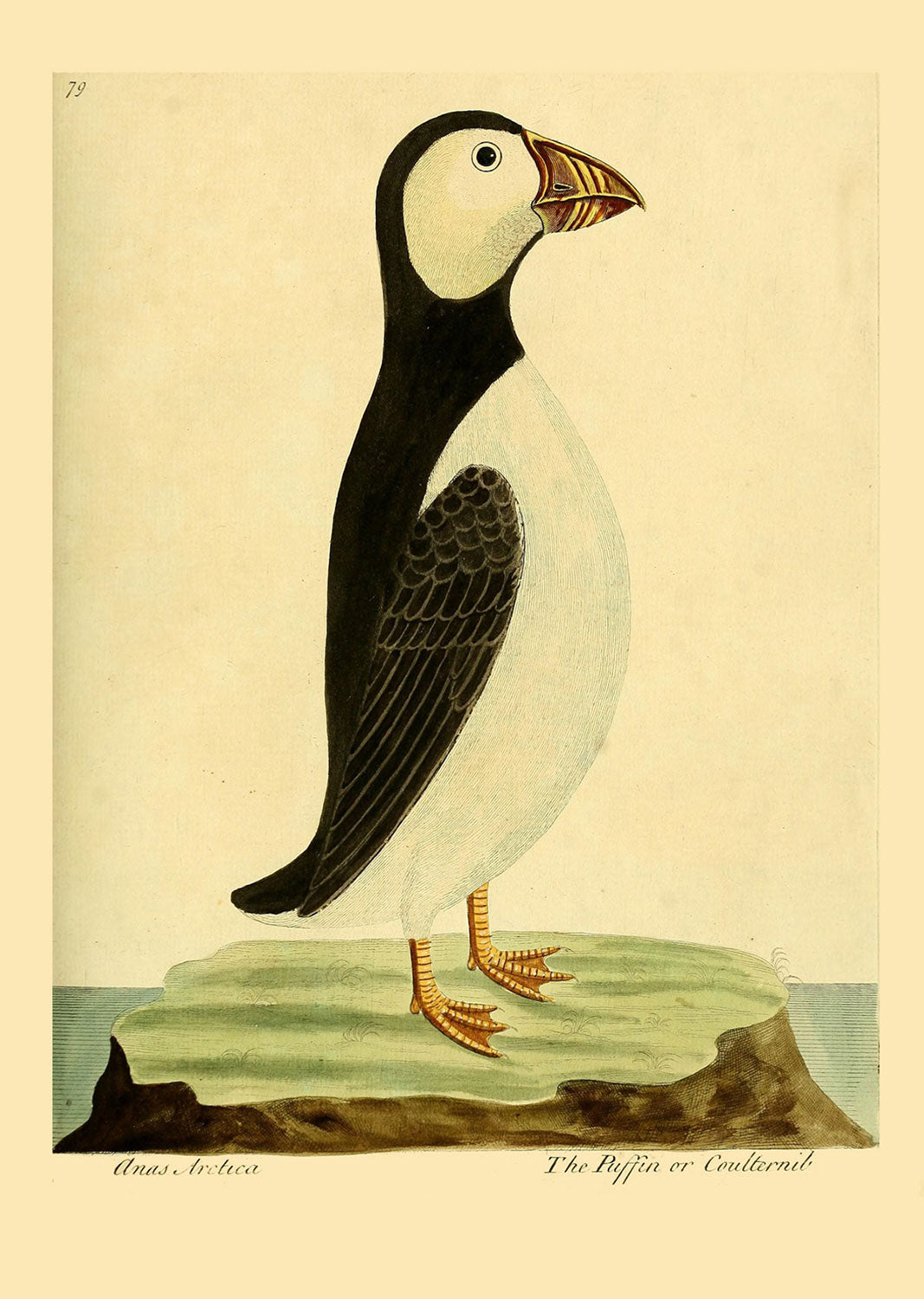 Penguin