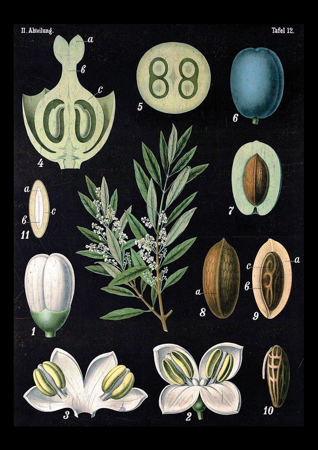 BlackBotany_1