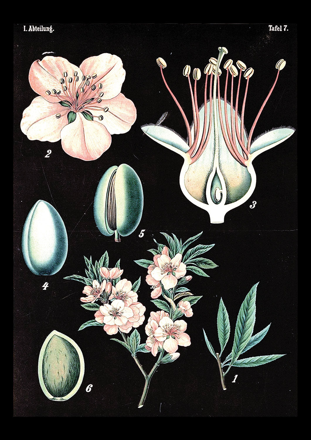 BlackBotany 4