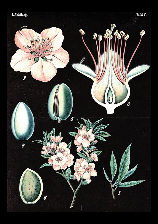 BlackBotany 4