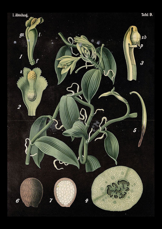 BlackBotany 5
