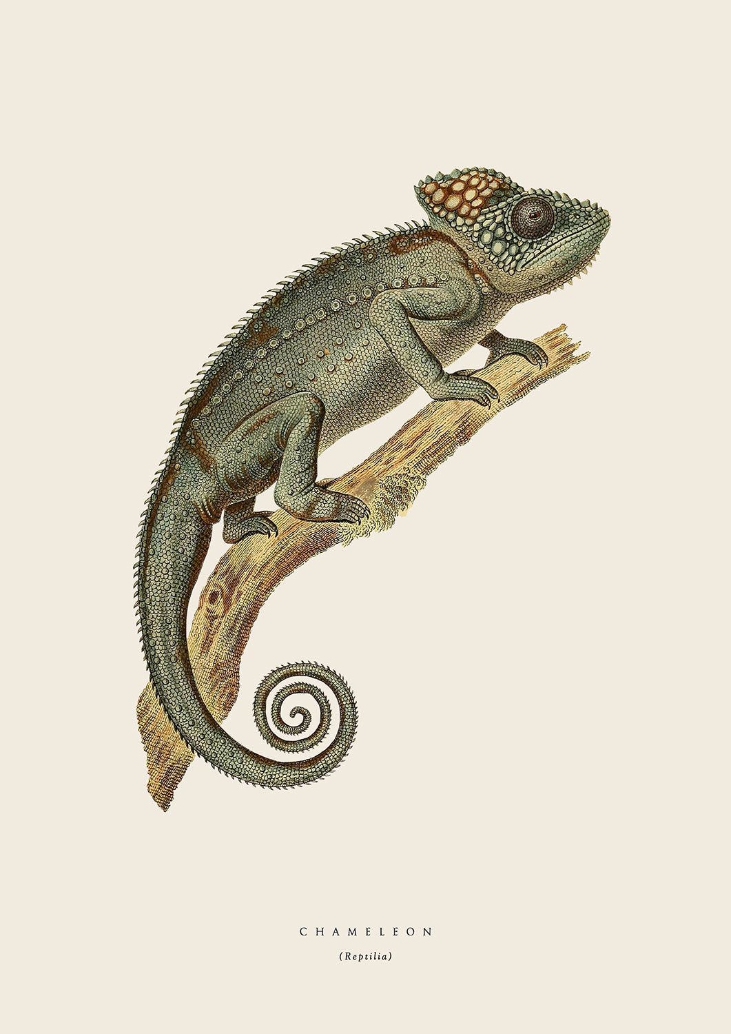 Chameleon 1