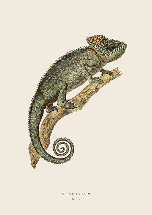 Chameleon 1