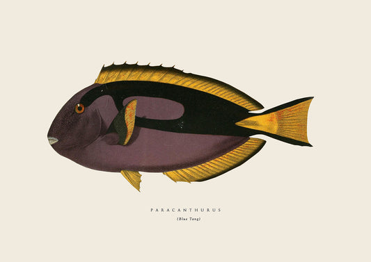 BlueTang Fish