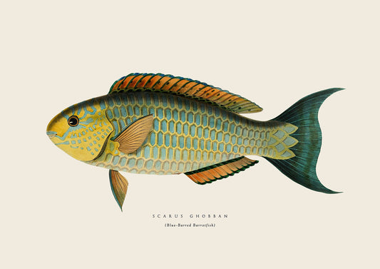 Bluebarred Fish