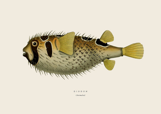 Puffer Fish