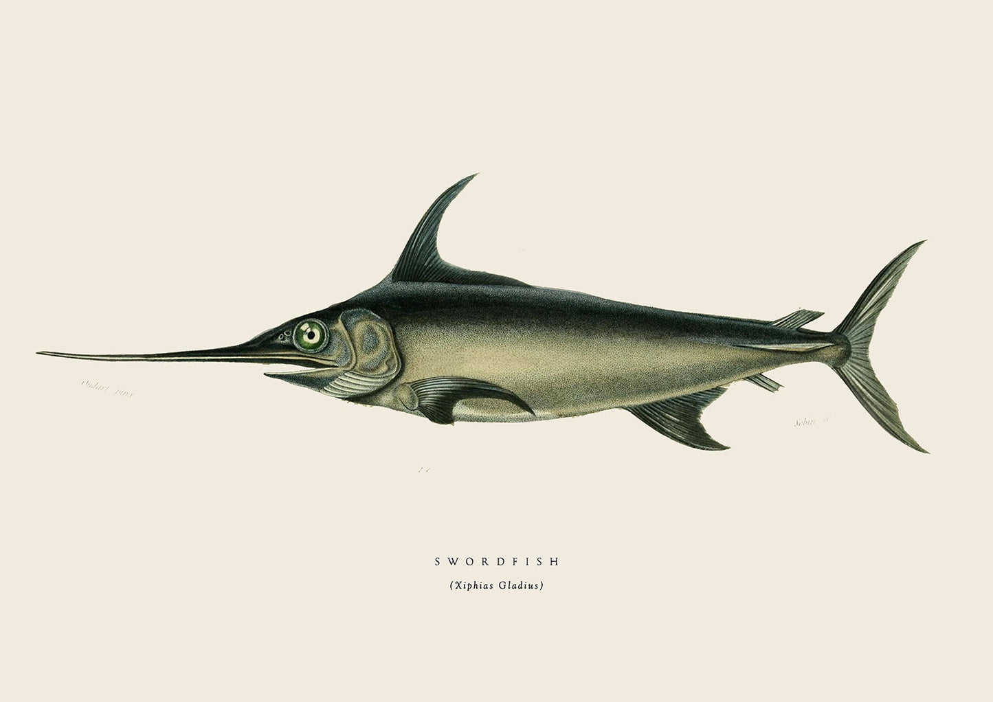 Swordfish