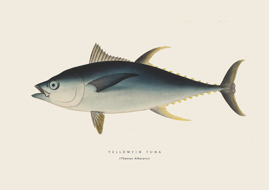 YellowFinTuna