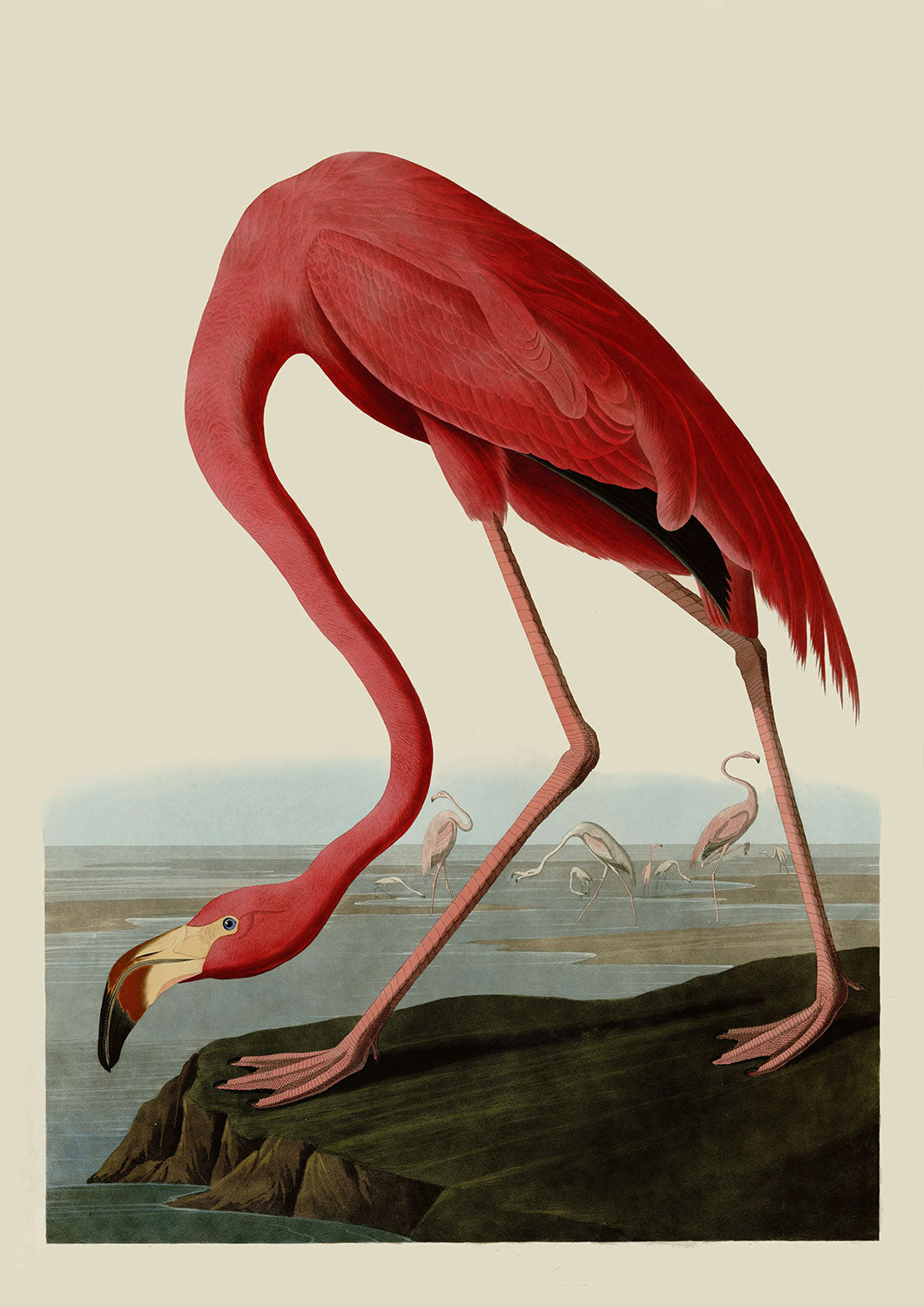 Flamingo