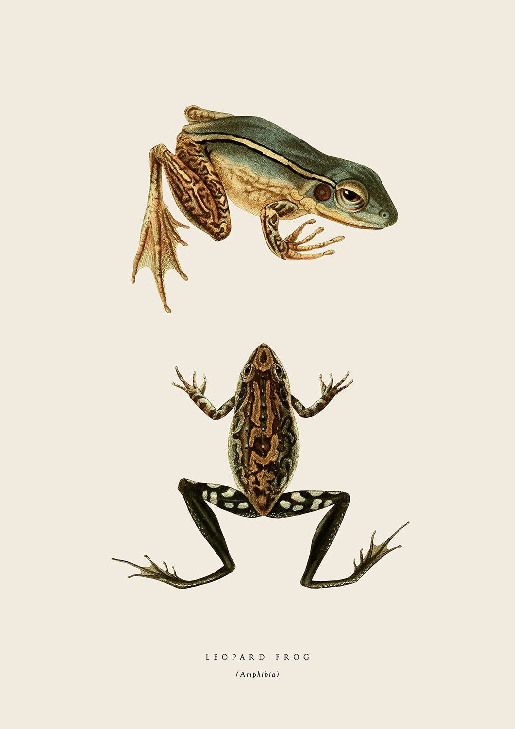 Leopard Frogs