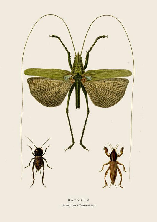 Katydid