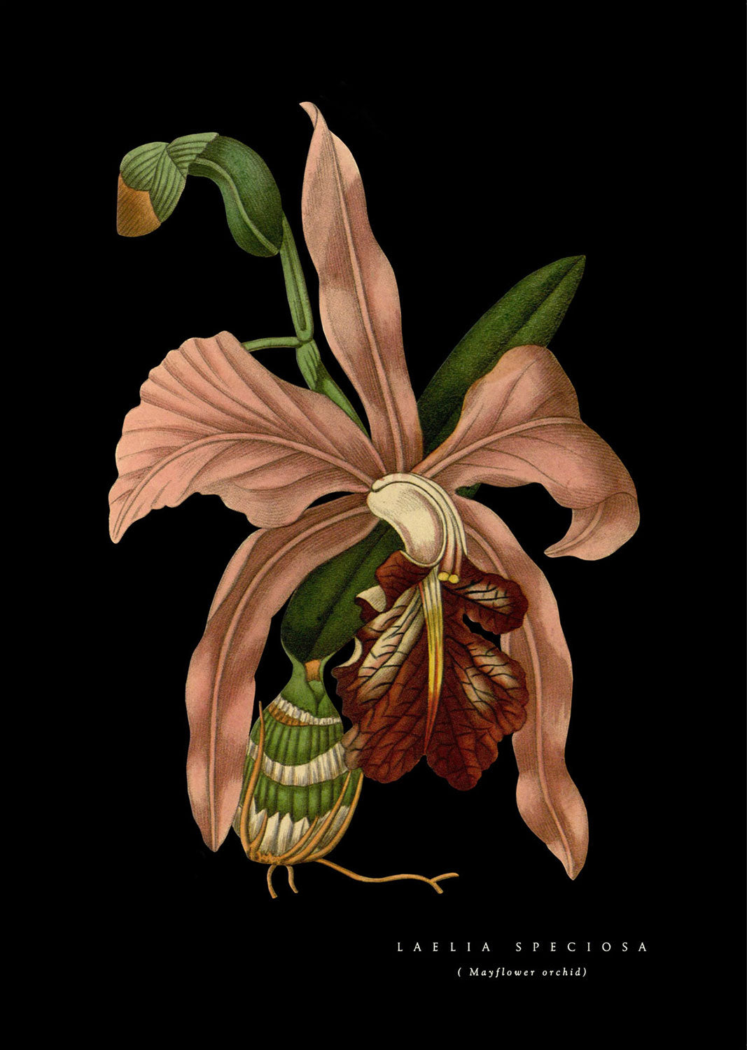 Pink Laelia Orchid - Black