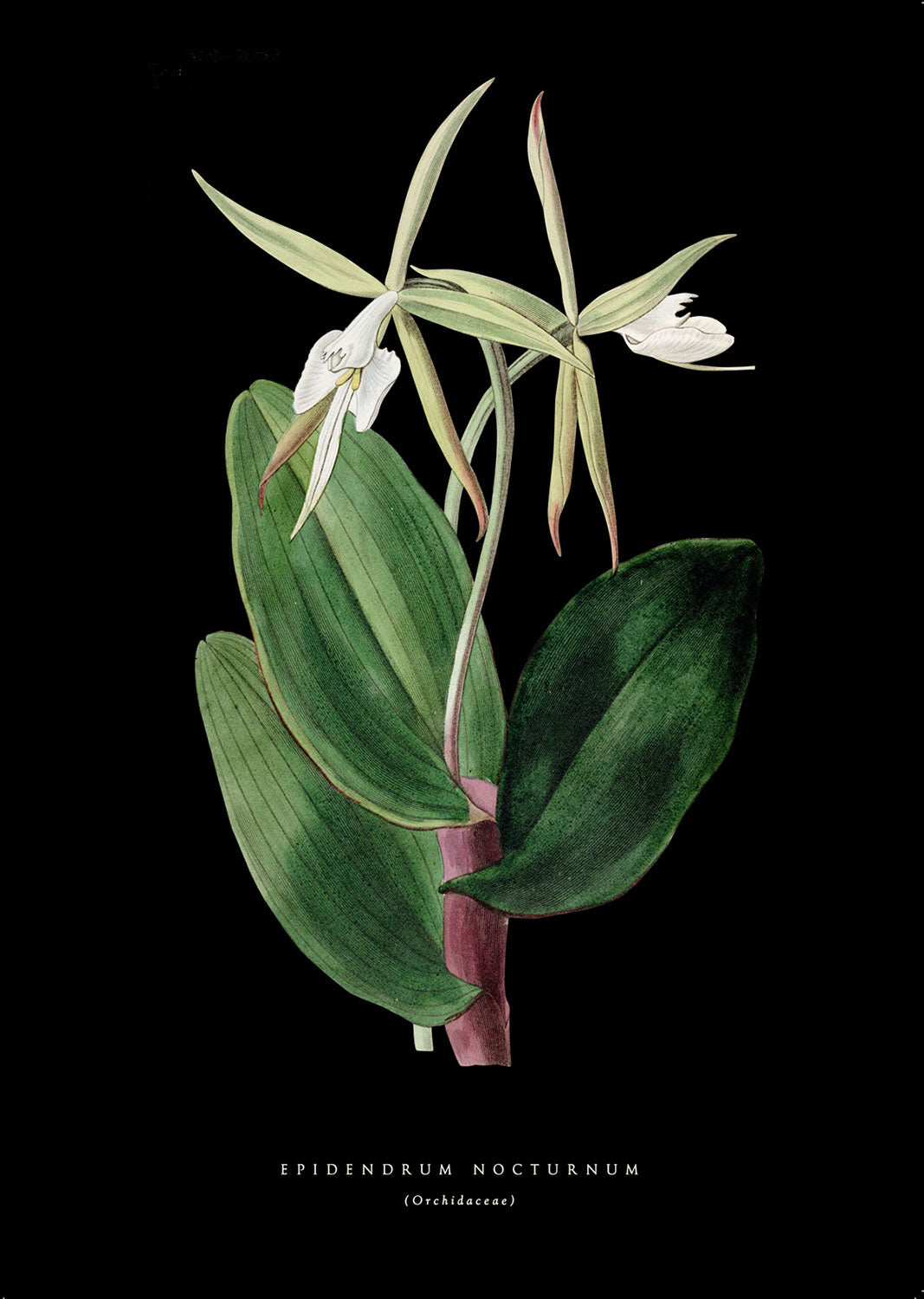 Spider Orchid - Black