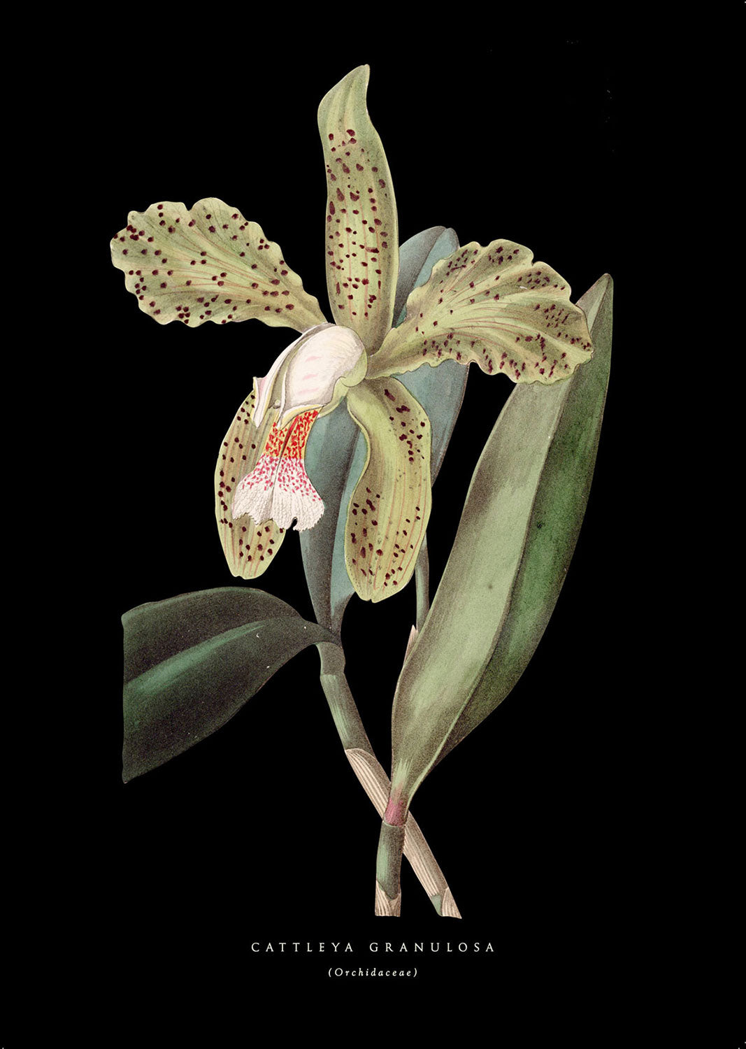 Spotted Orchid - Black