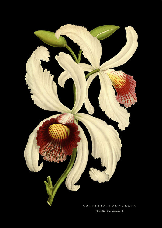 White Cattleya Orchid - Black
