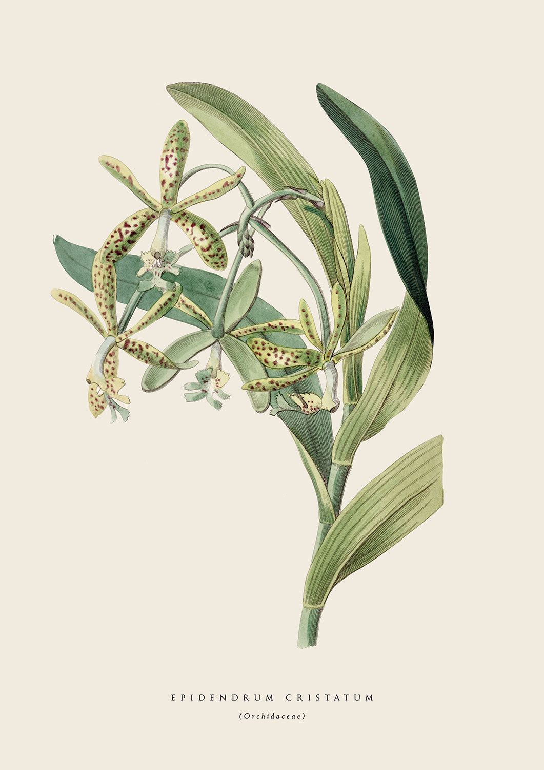 Leopard Orchid - Cream