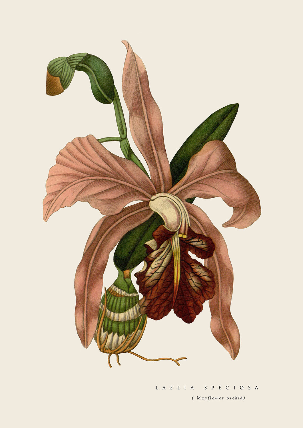 Pink Laelia Orchid - Cream