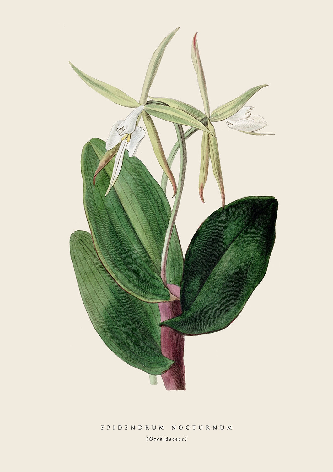 Spider Orchid - Cream