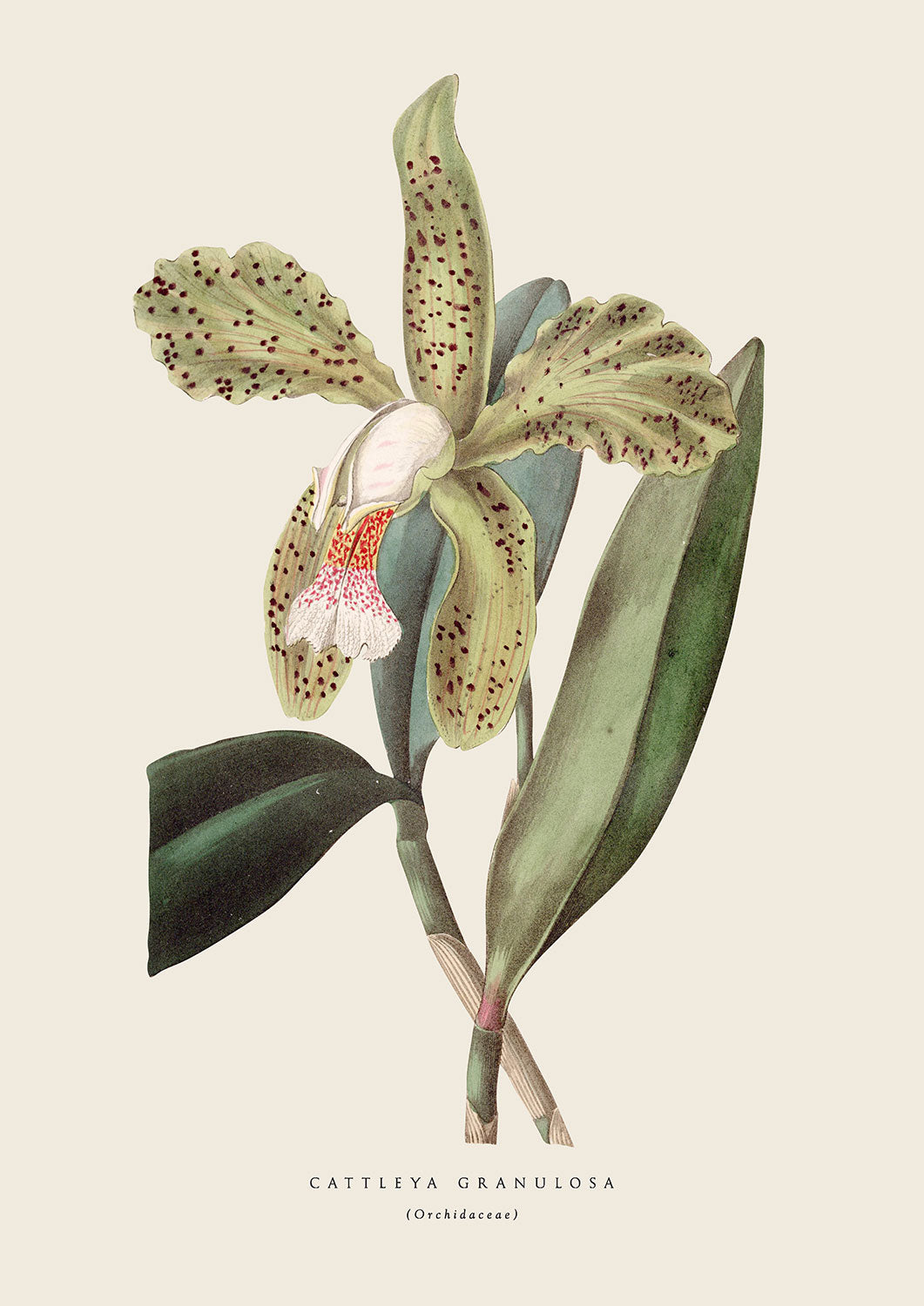 Spotted Orchid - Cream