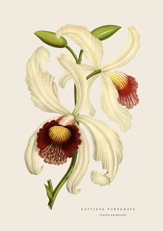 White Cattleya Orchid - Cream