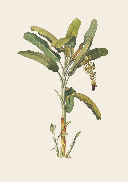 PalmTree - Cream