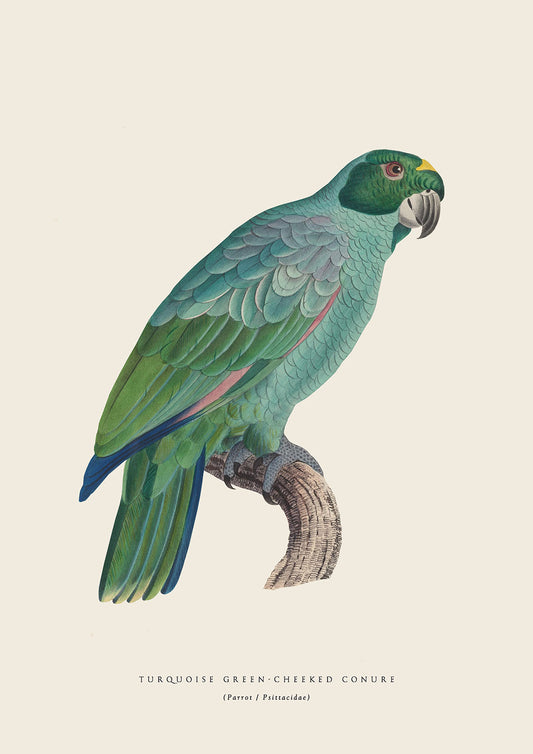 Conure Parrot