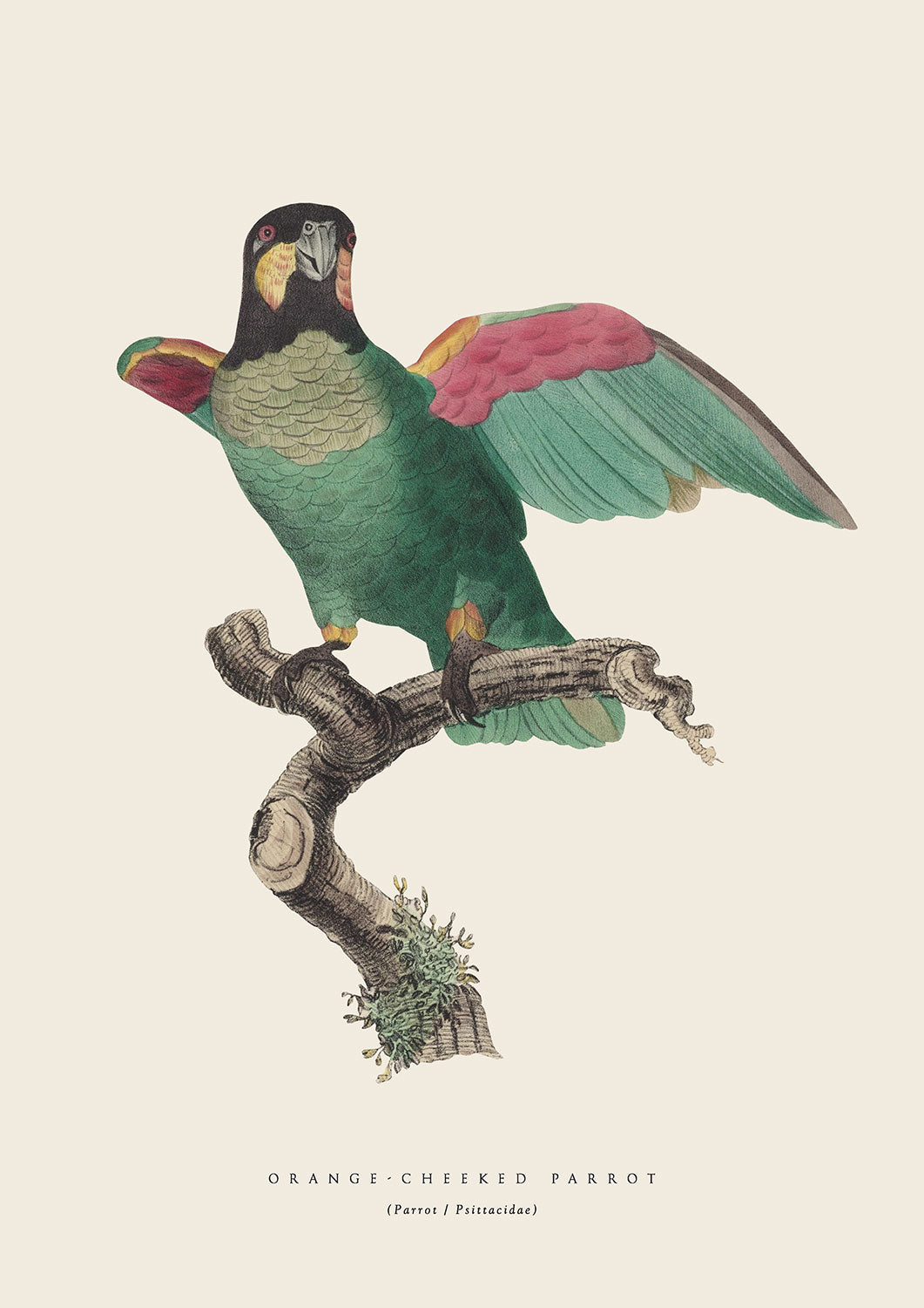 OrangeCheeked Parrot