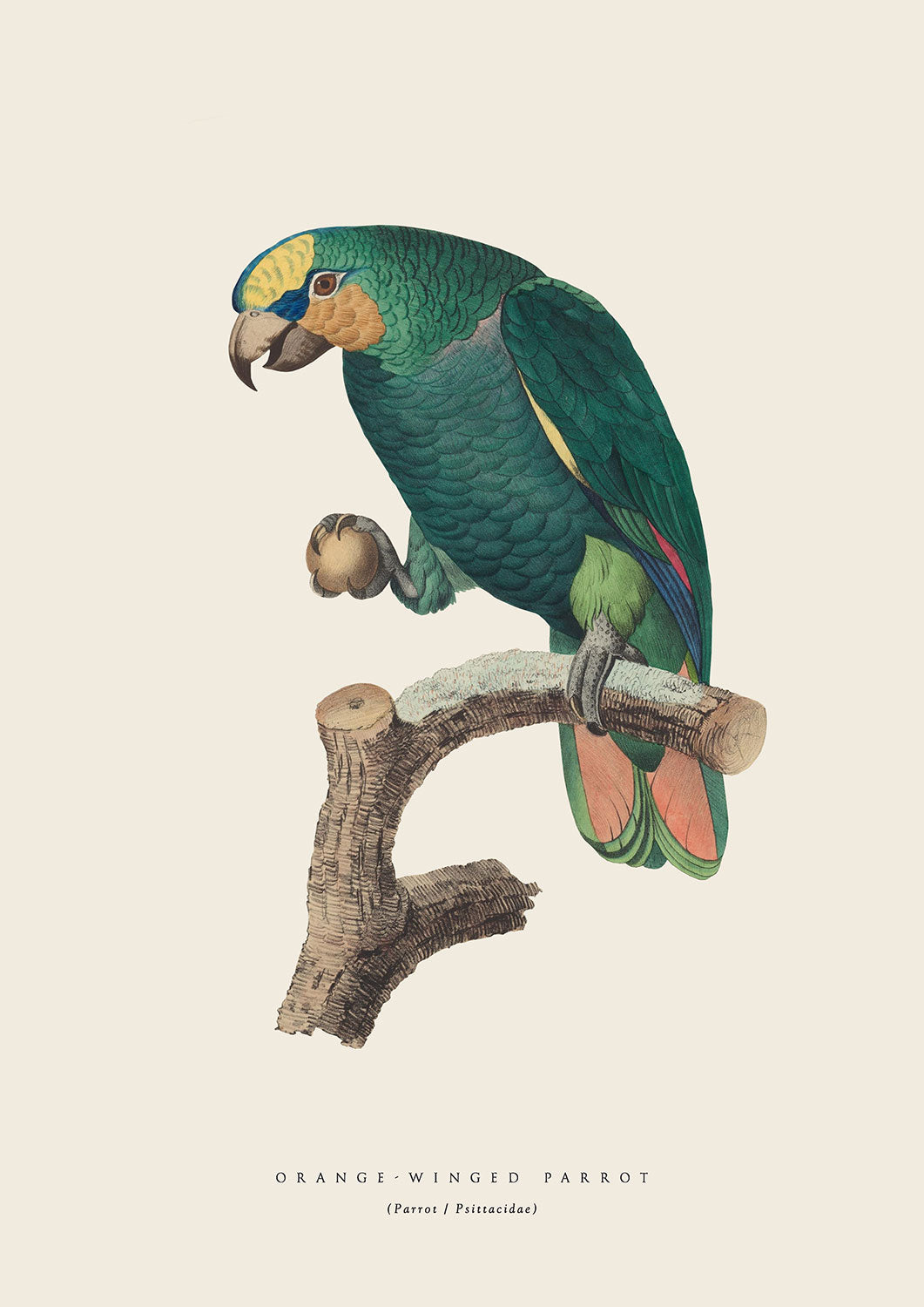 OrangeWinged Parrot