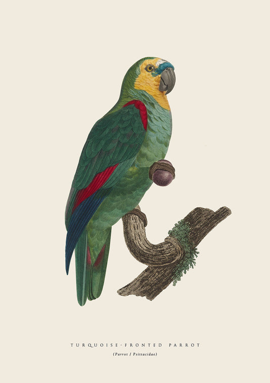 TurquoiseFronted Parrot
