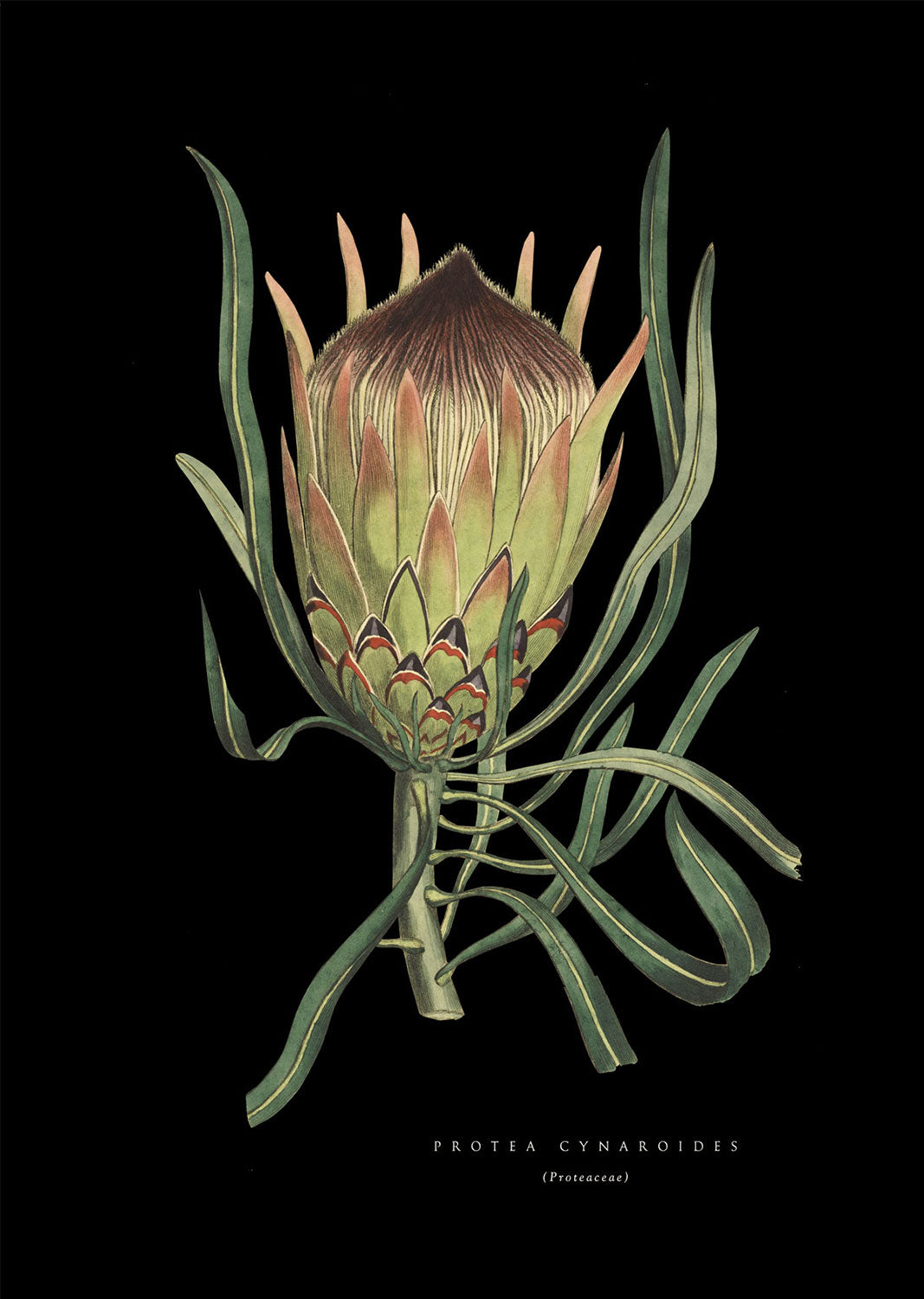 KingPink Protea - Black