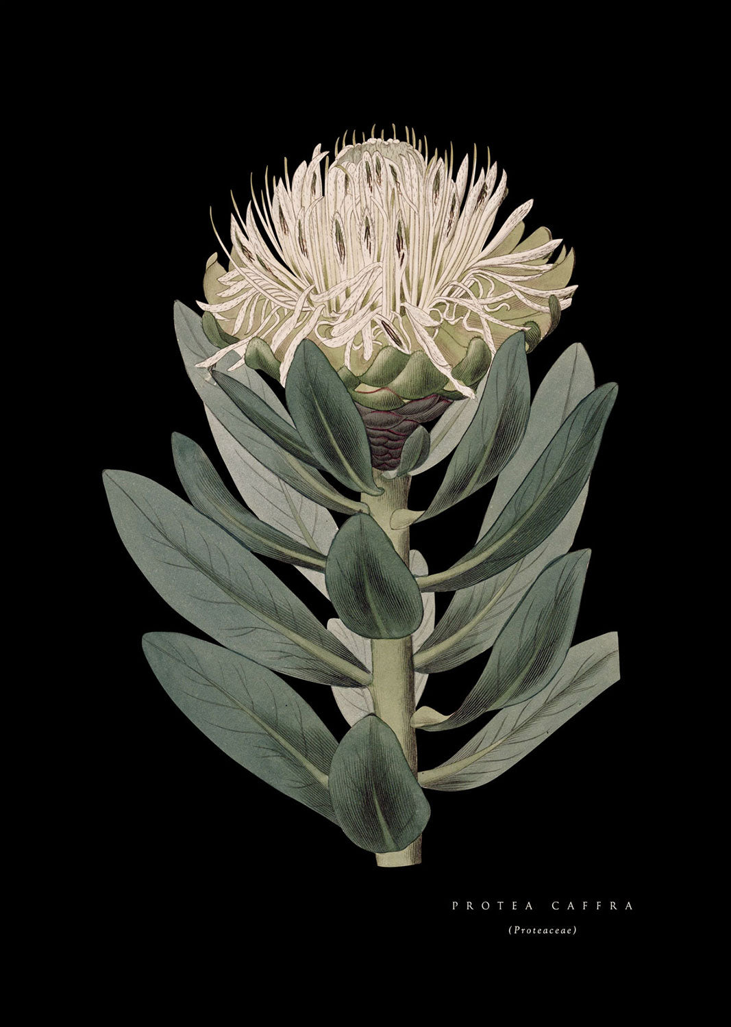 Pin Protea - Black