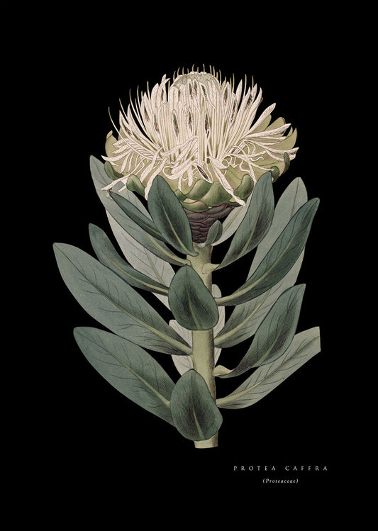 Pin Protea - Black