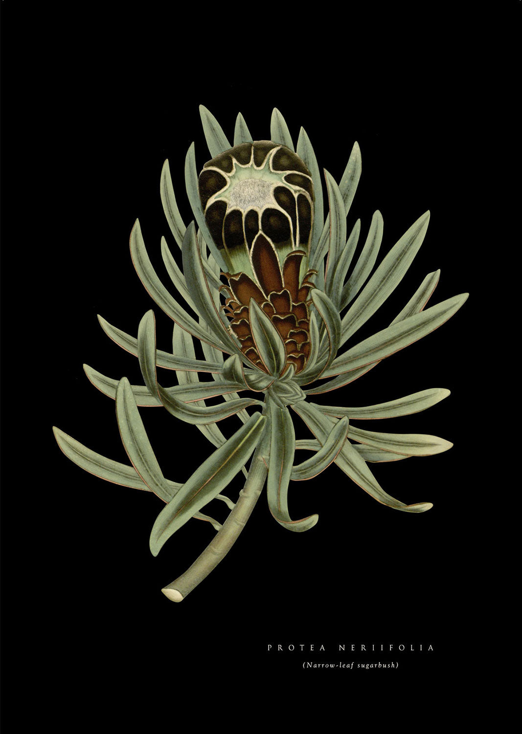 Sugarleaf Protea - Black