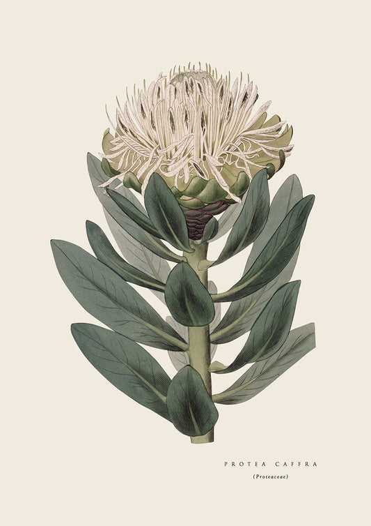 Pin Protea - Cream