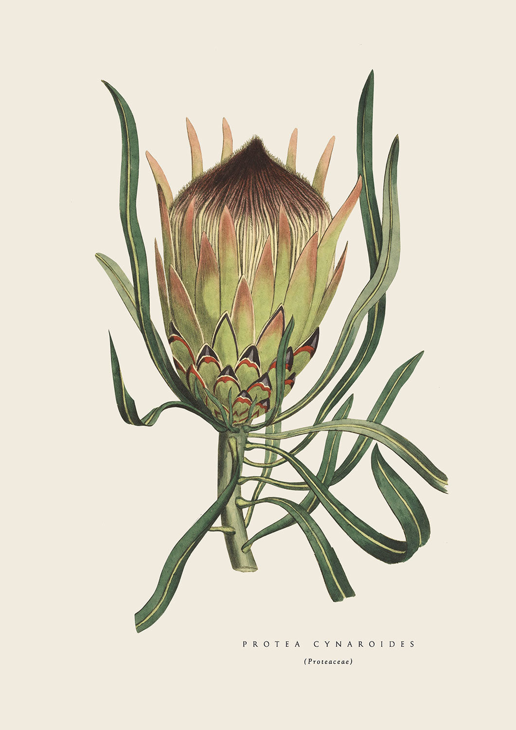 PinkKing Protea - Cream