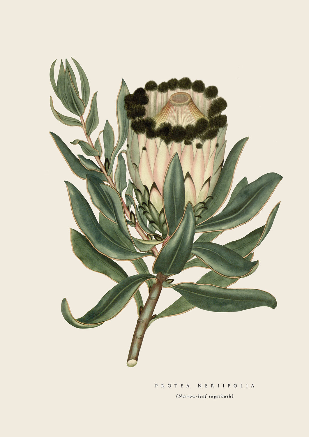 Sugarbush Protea - Cream