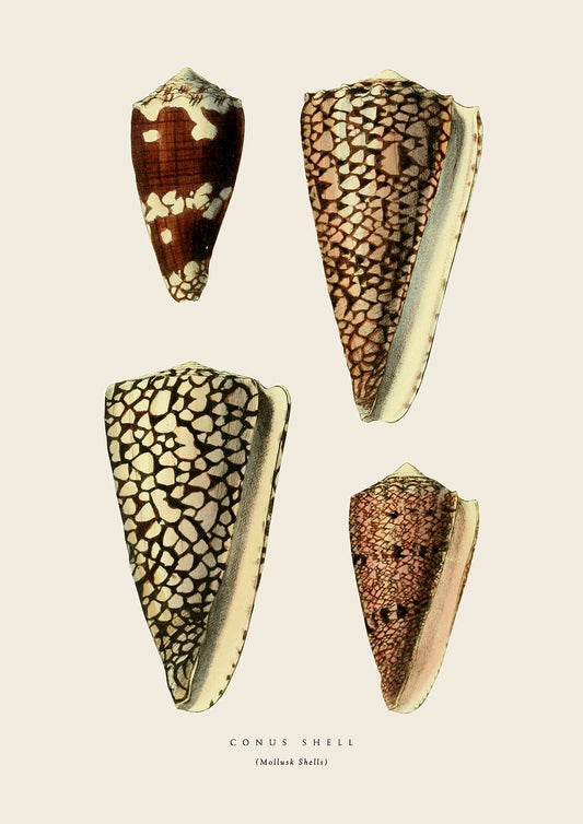 Conus SeaShells