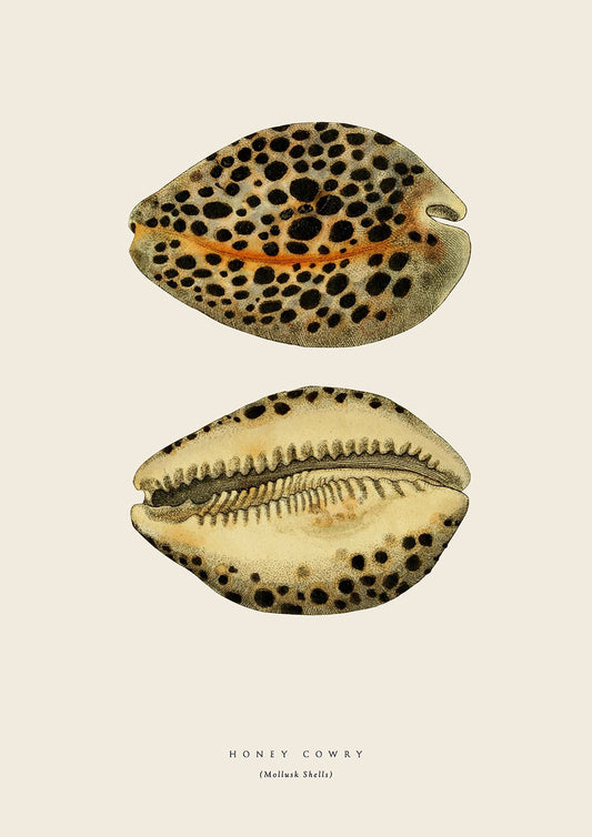 Honey Cowry SeaShells